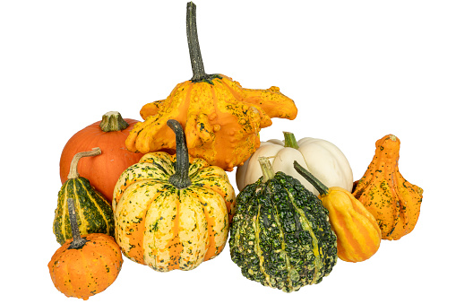 Pumpkins. Colorful decorative pumpkins without background. Colorful pumpkins.