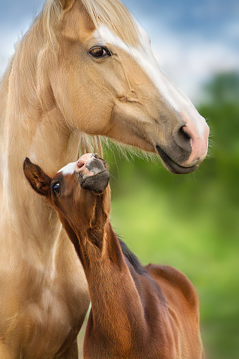 Palomino mare and bay foal close up portrait