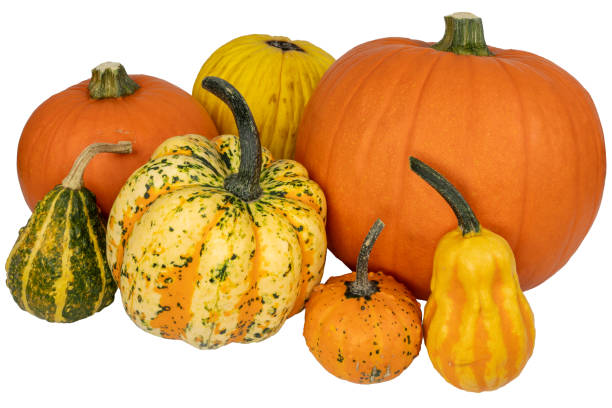 istock Pumpkins. Colorful decorative pumpkins without background. 1645880224