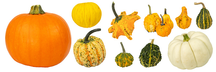 A group of pumpkins and other colorful gourds are assembled on a white, studio background.