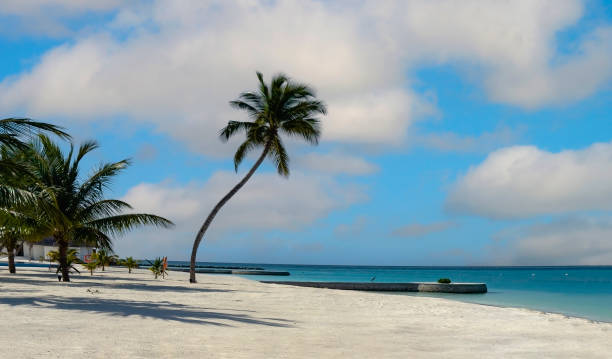 istock Summer palm tree  and Tropical beach with blue  sky background 1645889695