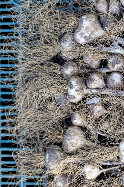 istock Organic garlic is dried after harvesting. 1645895597
