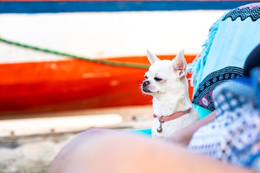A white Chihuahua dog enjoying a day at the beach