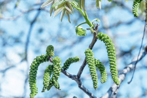 Walnuts blossoms tree in spring light garden close up. Closeup Juglans regia blooming branch by blurry blue sky background. Male flowers and young leaves growing in park, selective focus