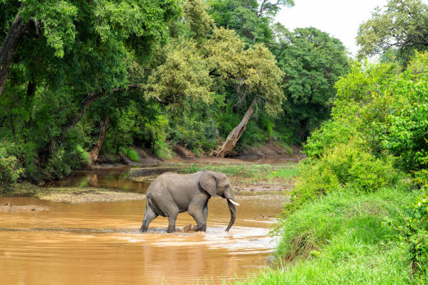istock Elephant bull in Kruger National Park 1645920529