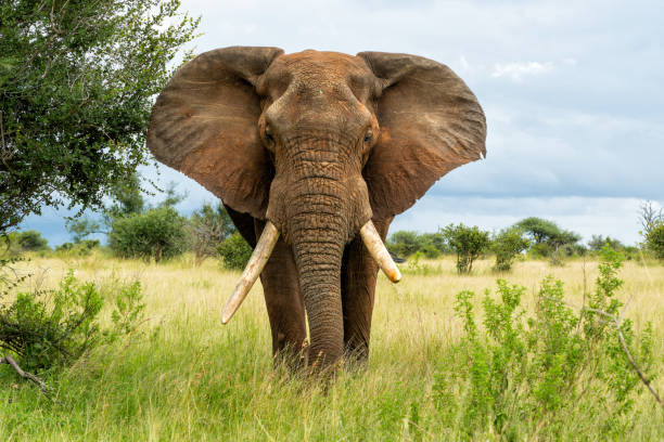 istock Elephant bull in Kruger National Park 1645922142