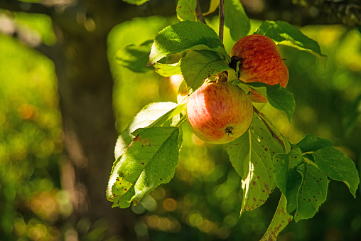 ripe apples on a tree in summertime