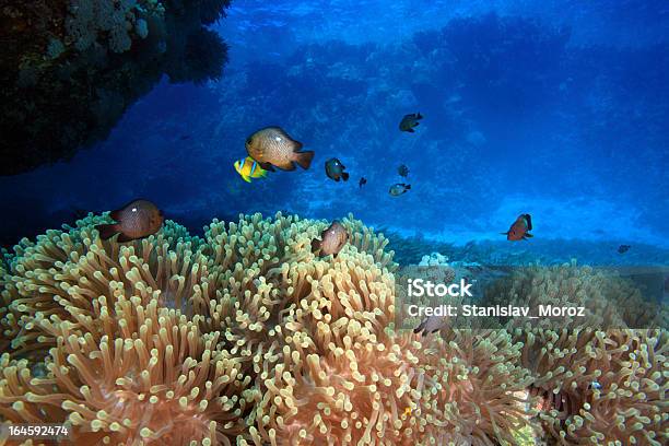 Mar Vermelho - Fotografias de stock e mais imagens de Animal selvagem - Animal selvagem, Anémona - Cnidário, Azul