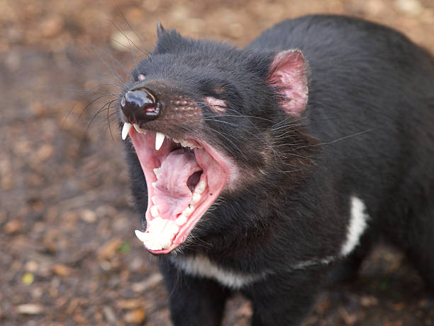 Tasmanian devil mouth stock photo