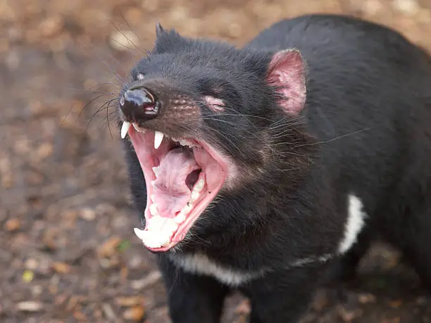 Tasmanian devil yawning showing his impressive set of teeth. Photographed in Tasmania Australia.