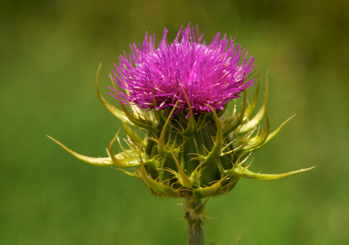 Creeping thistles in a summer meadow