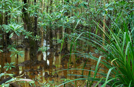 A rainforest mangrove in far northern Queensland, Australia