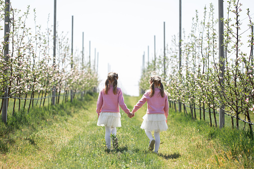 Two twin sisters hold hands and walk through an Apple orchard in spring during flowering.