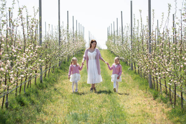istock Mother and her twin daughters hold hands and walk through a blooming Apple orchard in spring 1645929427