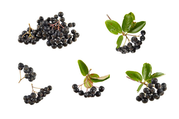 aronia berry