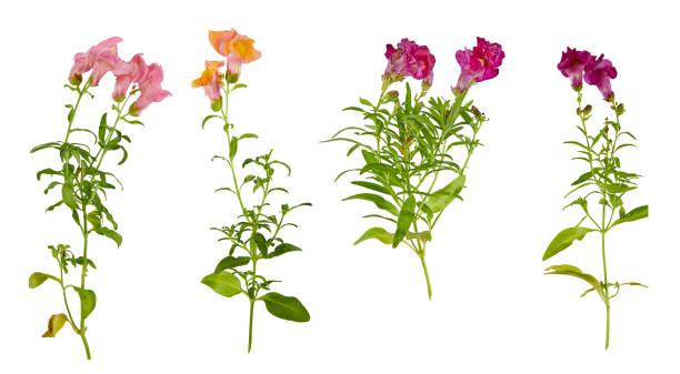 istock set of snapdragon flowers isolated on white 1645937754