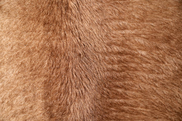 istock Natural, soft textile with short brown pile or fur, plain textured background. 1645945503