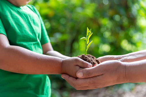 environment Earth Day In the hands of trees growing seedlings. Bokeh green Background Female with child hand holding tree on nature field grass Forest conservation concept