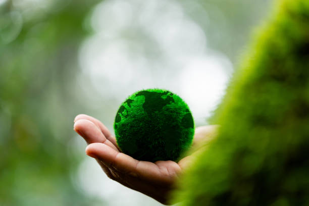 istock Hands holding green globe in green forest. Forest conservation concept. Environment concept. Elements of this image furnished by NASA 1645950924