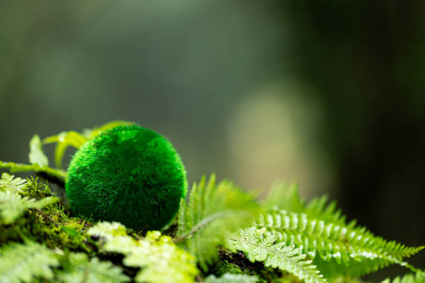 istock Environment. Green globe on grass moss in forest, Green planet with abstract defocused bokeh lights, Environmental conservation concept. Elements of this image furnished by NASA 1645953035