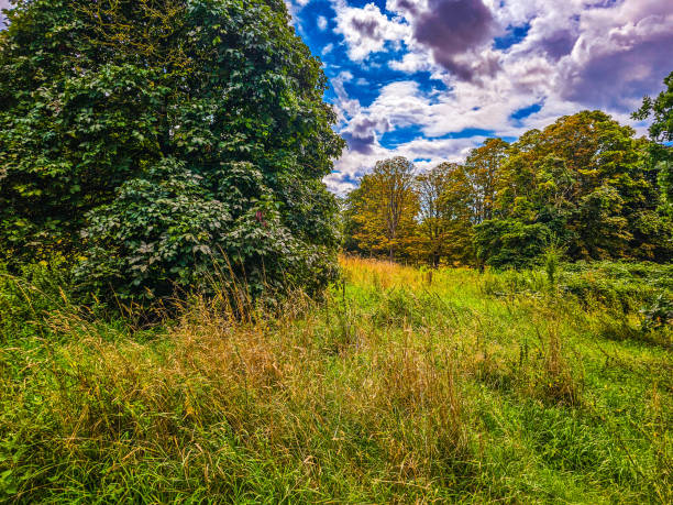 istock A grassy field with trees and blue sky with sunshine 1645954661