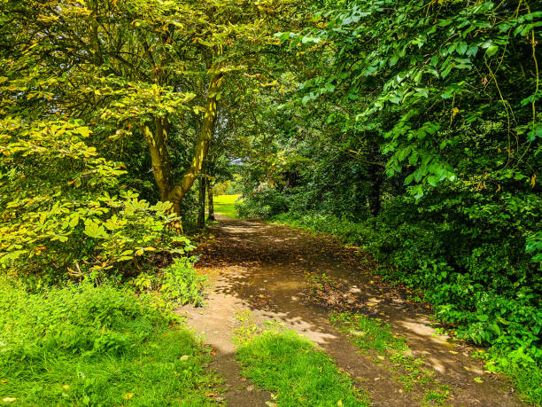 istock A dirt road through a forest under the blue sky with sunshine 1645954665
