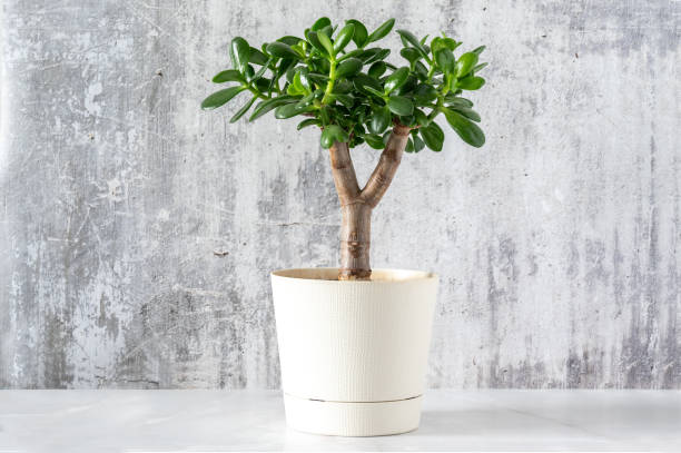 succulent houseplant crassula ovata in a pot on a grey concrete background. - jade imagens e fotografias de stock