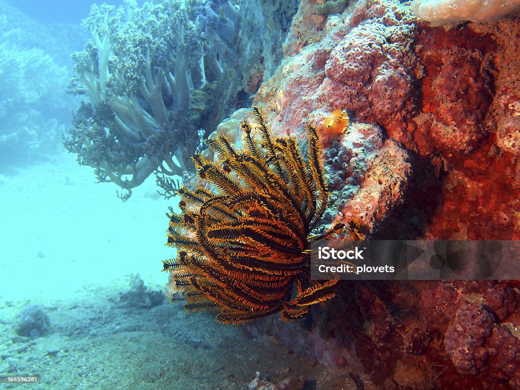 Морская лилия - Стоковые фото Вода роялти-фри