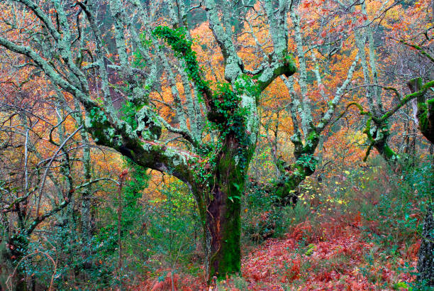 Pyrenean oak forest (Quercus pyrenaica) in the autumn.