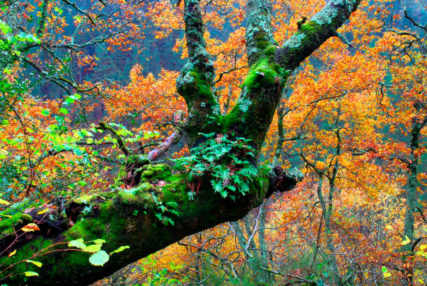 Polypodium fern (Polypodium vulgare) together with mosses on a tree trunk and an autumn forest.
