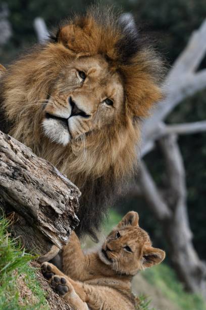istock Male lion with his cub 1645965479