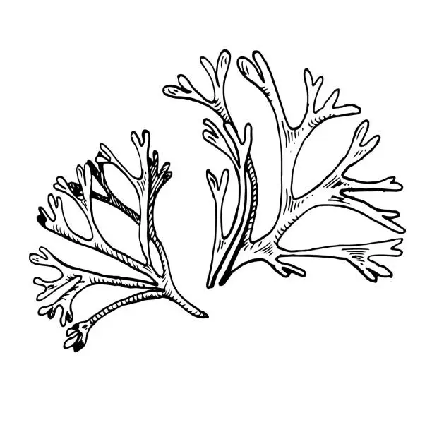 Vector illustration of Sea plant ink hand drawn illustration isolated on white background. Codium single, helpful seaweed black white line vector. Design element for package, label, wrapping, marine collection.
