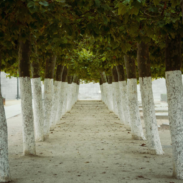 istock Symmetrical view at two rows of trees in a park 1645967189
