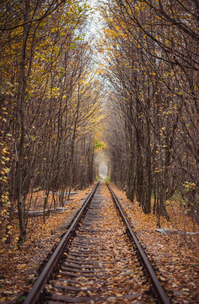 istock Single rail track though deciduous forest in late autumn 1645967201
