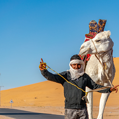 Taghit, Bechar, Algeria - December 28, 2022: local tuareg man walking and posing with his white dromedary camel decorated with red cloth saddle in the Sahara Desert with sand dunes and blue sky in background.