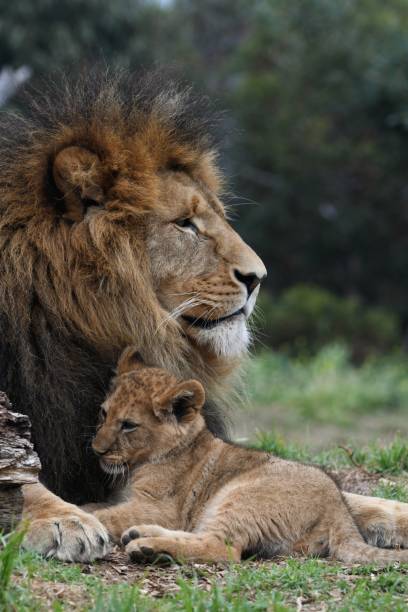 istock Male lion relaxing with his cub 1645971256