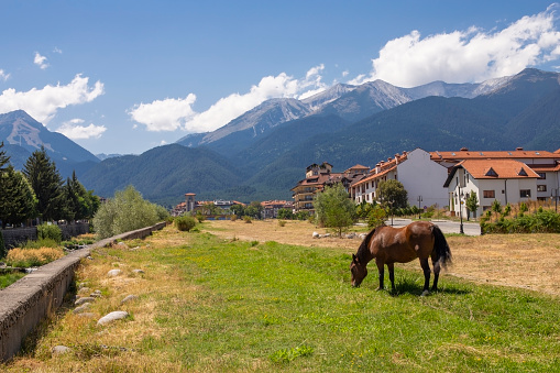 Horse against the background of houses and mountain slopes covered with spruce forest