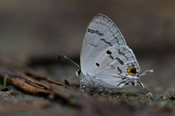 istock Butterfly from the Taiwan 1645978089