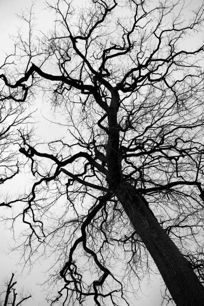 istock dry old tree standing alone in park against clear sky. 1645981436