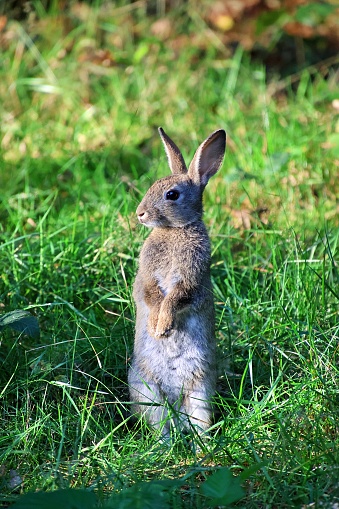A young European rabbit perched on a patch of lush green grass in a meadow