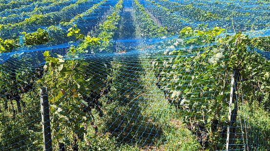 Shade netting protecting vineyard from birds and insects in Western Cape, South Africa