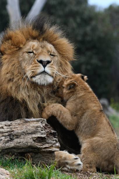 istock Male lion playing with his cub 1645991122