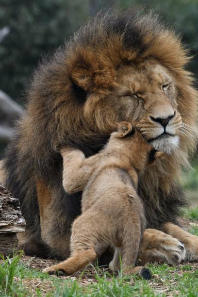 istock Male lion playing with his cub 1645997543