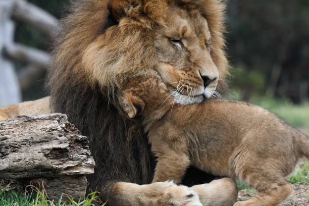istock Male lion playing with his cub 1646004019