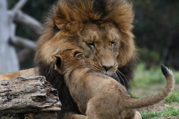 istock Male lion playing with his cub 1646012611