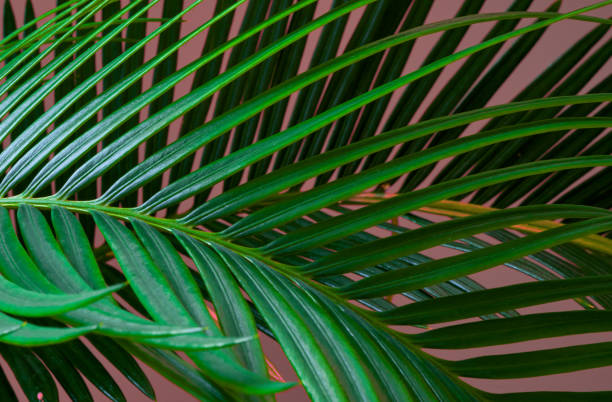 istock palm leaves grow on pink background 1646017341