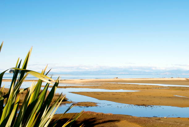 New Zealand Flax in Flower with a classic clear New Zealand spring sky and golden sand estuary.
