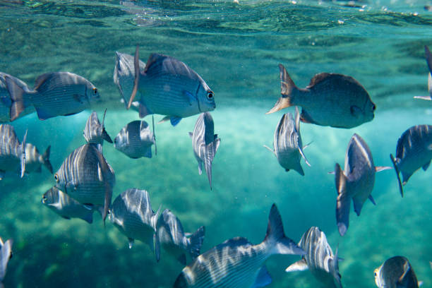Sea platax or platax pinnatus. Snorkeling and diving, observing exotic fish.Tropical bright pisces that can live in aquariums, oceanariums or sea, ocean.