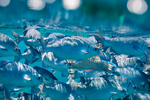 A school of silver fish swimming in the ocean. They are swimming in a tight formation. The water is a deep blue color and you can see the light refracting through it. The background consists of a coral reef and some other fish species. The image is taken from a low angle, looking up at the fish.