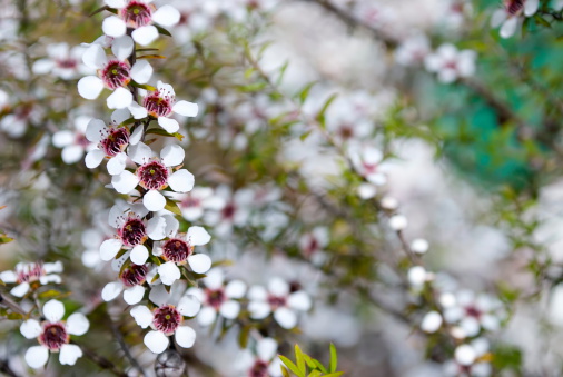 The Manuka flower in bloom on a Tea Tree in soft focus.